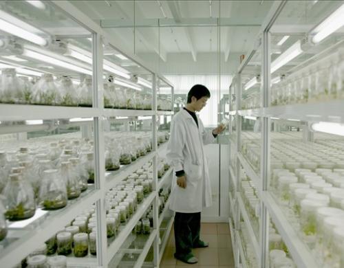 植物麻豆精品一区二区三区中褐变的原因及其预防措施